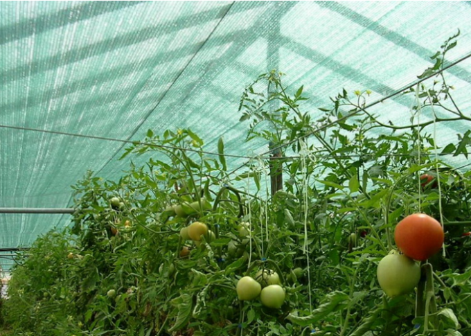30% θερμοκήπιο γεωργίας που σκιάζει HDPE πλέγματος, προσαρμοσμένη οθόνη σκιάς ήλιων