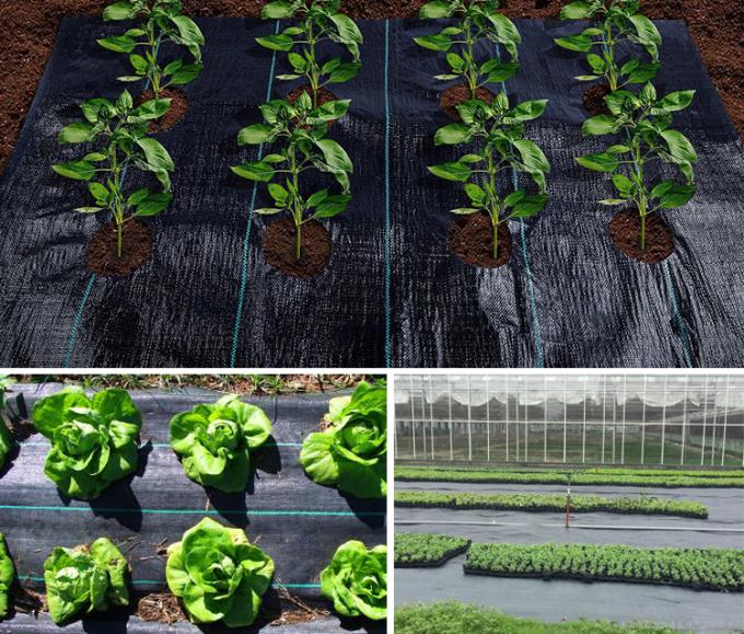 Υφαμένο PP χαλί ελέγχου ζιζανίων χλόης, UV ανθεκτική πράσινη κάλυψη ζιζανίων για τον κήπο