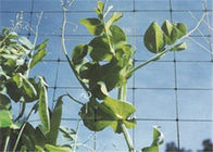 UV Stabilized Plant Support Net Support Climbing Vegetable Crops Available