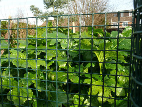 Σκούρο πράσινο πλαστικό πλεκτό φράκτης HDPE κήπων με το UV ανθεκτικό πλέγμα 20*20mm