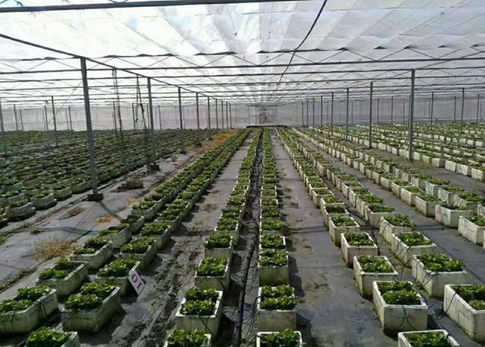 Αναπνεύσιμο πλέγμα ελέγχου ζιζανίων για νωρίτερα να καλλιεργήσει, ύφασμα τοπίων στο φυτικό κήπο